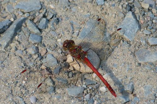 dragonfly red dragonfly stones