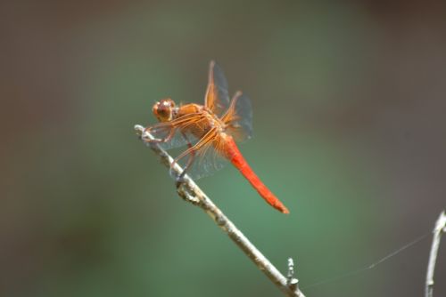 dragonfly fauna nature