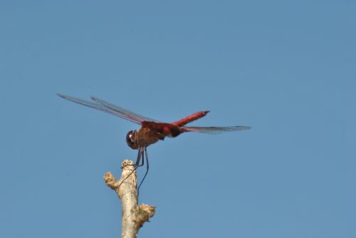 dragonfly fauna nature