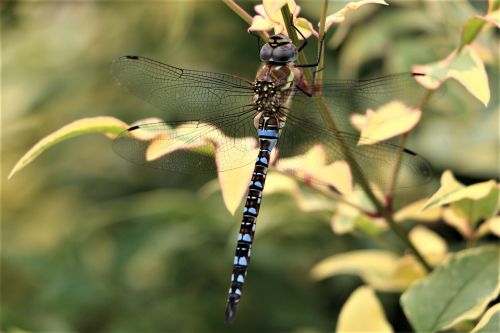 dragonfly insect animal