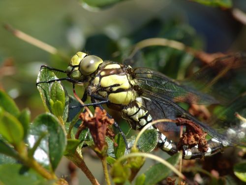 dragonfly animal nature