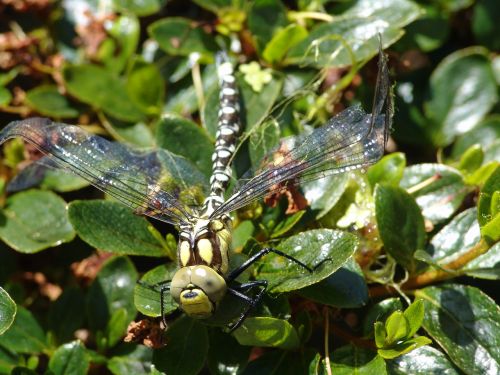 dragonfly animal nature