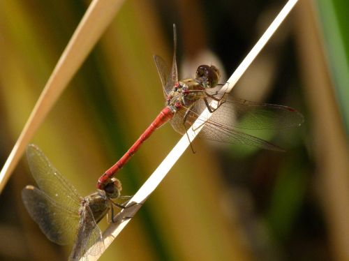 dragonfly red dragonfly dragonflies mating