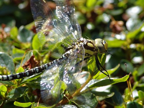 dragonfly nature pond