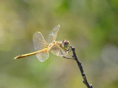 dragonfly yellow dragonfly sympetrum sinaiticum