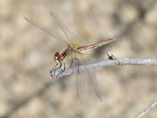 dragonfly branch detail