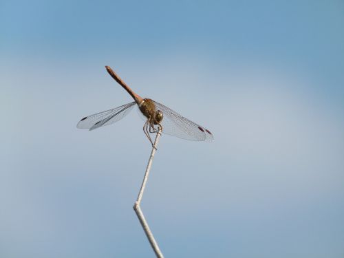 dragonfly stem sky