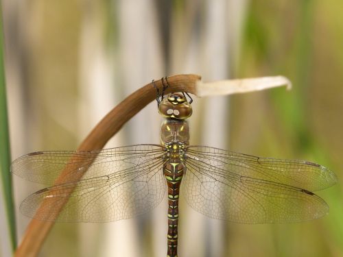 dragonfly dragonfly tiger aeshna cyanea