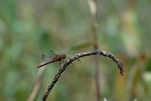 dragonfly ear of corn flying