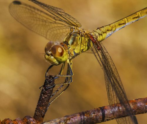 dragonfly eyes sitting