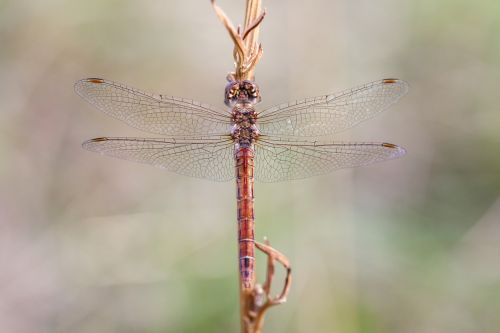 dragonfly nature close
