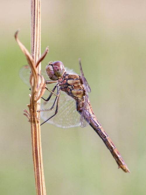 dragonfly nature close