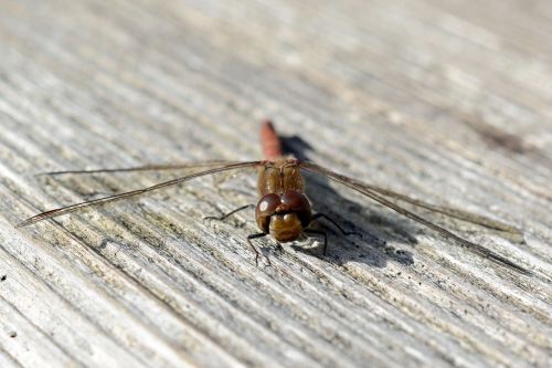 dragonfly wing insect