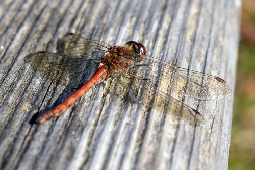 dragonfly wing insect