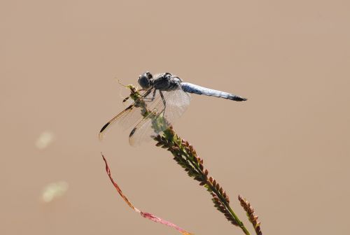 dragonfly creature wildlife