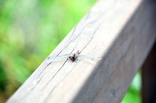 dragonfly arboretum nature