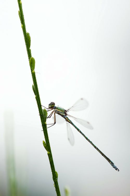 dragonfly small emerald damselfly lestes virens