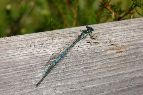 dragonfly nature wood