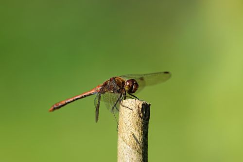 dragonfly insect branch