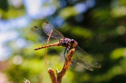 dragonfly natural nature
