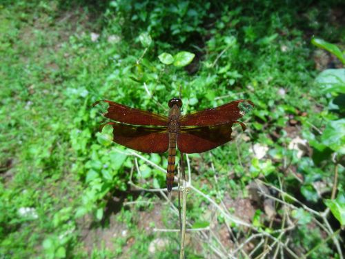 dragonfly brown animal