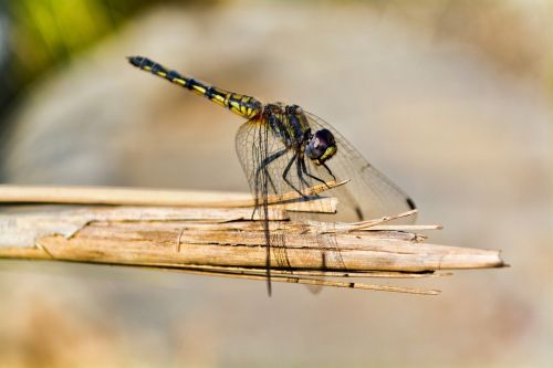 dragonfly noon resting