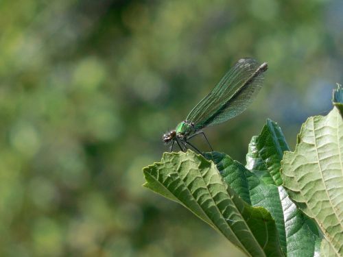 dragonfly sheet green
