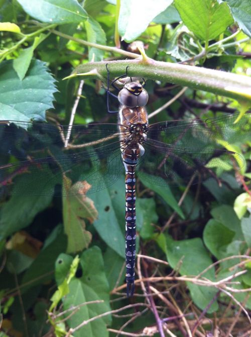 dragonfly bug nature