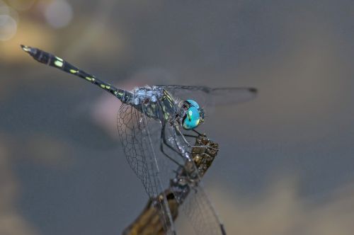 dragonfly insect nature