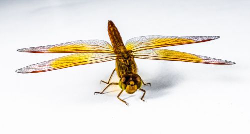 dragonfly insect yellow