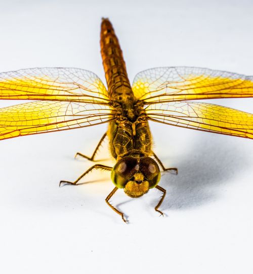 dragonfly insect yellow