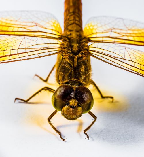 dragonfly insect yellow