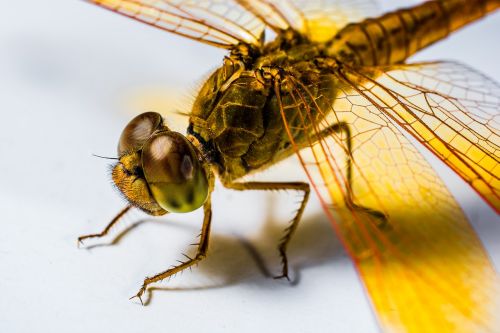 dragonfly insect yellow