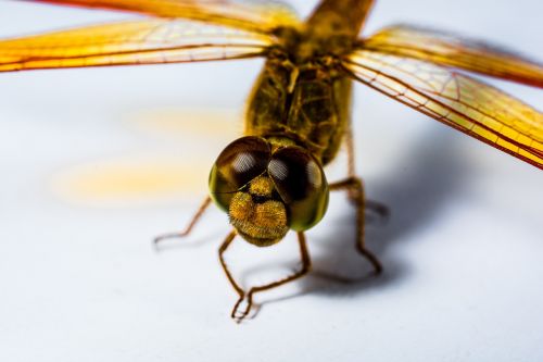 dragonfly insect yellow