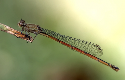 dragonfly insect wildlife