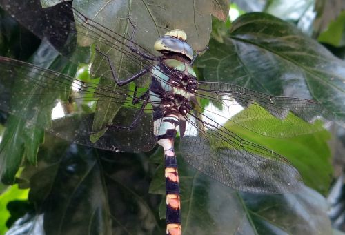 dragonfly common clubtail ictinogomphus rapax