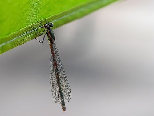 dragonfly animal insect