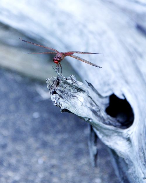 dragonfly insect bug