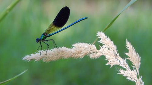 dragonfly nature insect