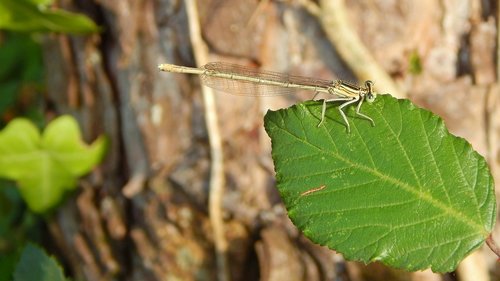 dragonfly  leaf  nature