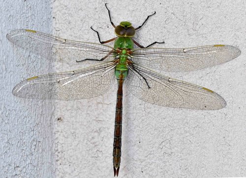 dragonfly  insect  nature