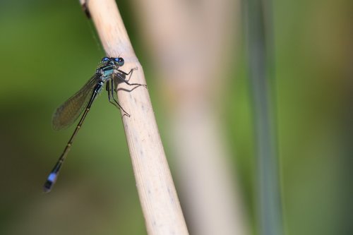 dragonfly  insect  nature