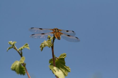 dragonfly nature bug