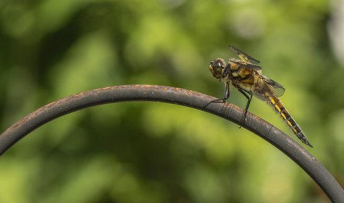 dragonfly  garden  insect