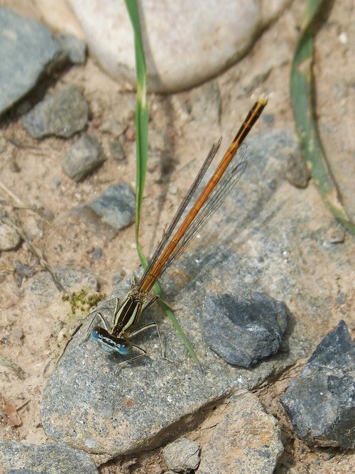 dragonfly  damselfly  coenagrionidae