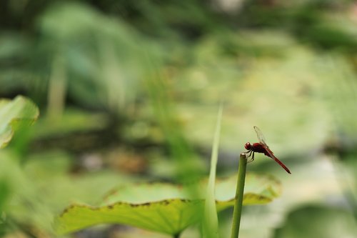 dragonfly  lotus leaf  pond