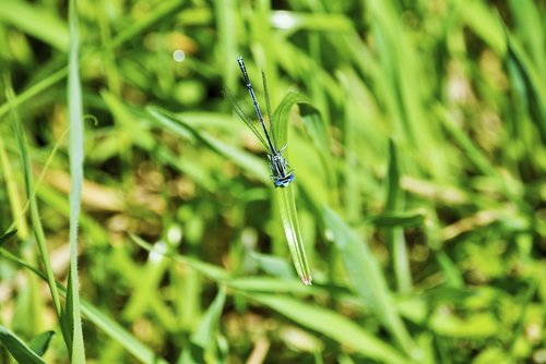 dragonfly  green  creature