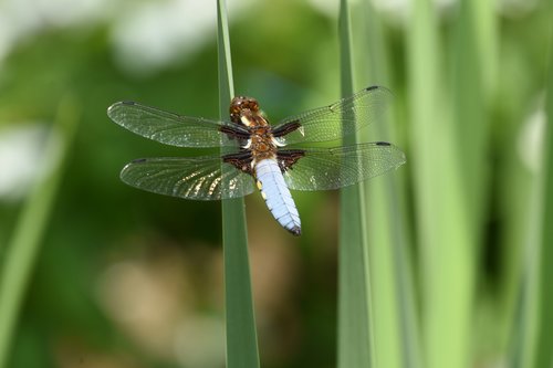 dragonfly  animal  insect