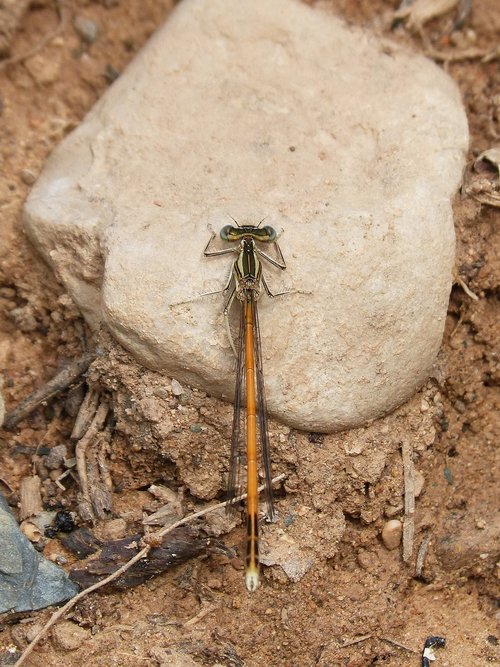 dragonfly  damselfly  platycnemis acutipennis