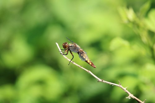 dragonfly  close up  insect